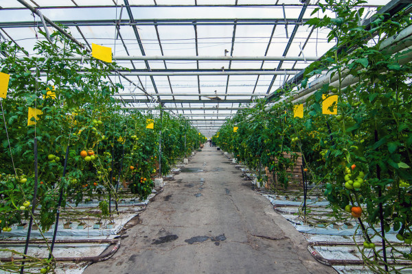 The existing agricultural complex in Kherson